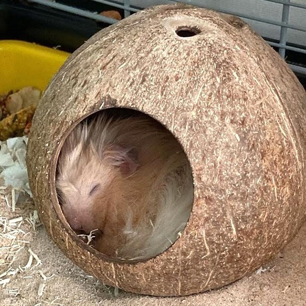 Nhà hamster gáo dừa tròn